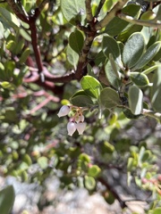 Arctostaphylos montana