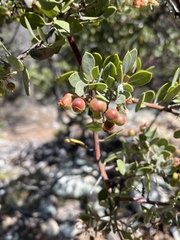 Arctostaphylos montana