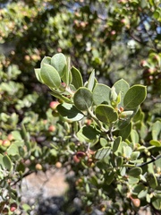 Arctostaphylos montana