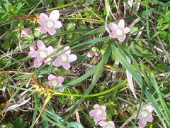 Lysimachia tenella