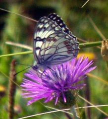 Melanargia arge