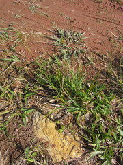 Carex bonariensis