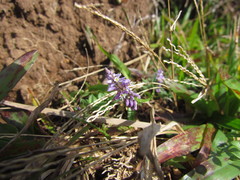 Polygala campestris