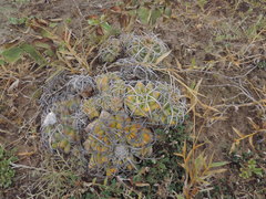 Discocactus