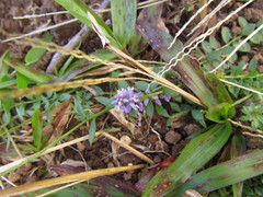 Polygala campestris