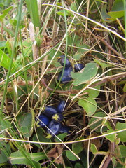 Coccocypselum pulchellum