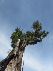 Sloanea hirsuta