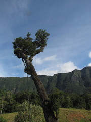 Sloanea hirsuta