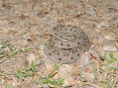 Bothrops mattogrossensis