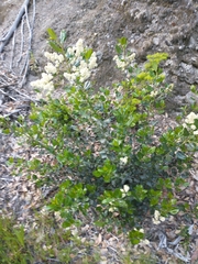 Ceanothus velutinus