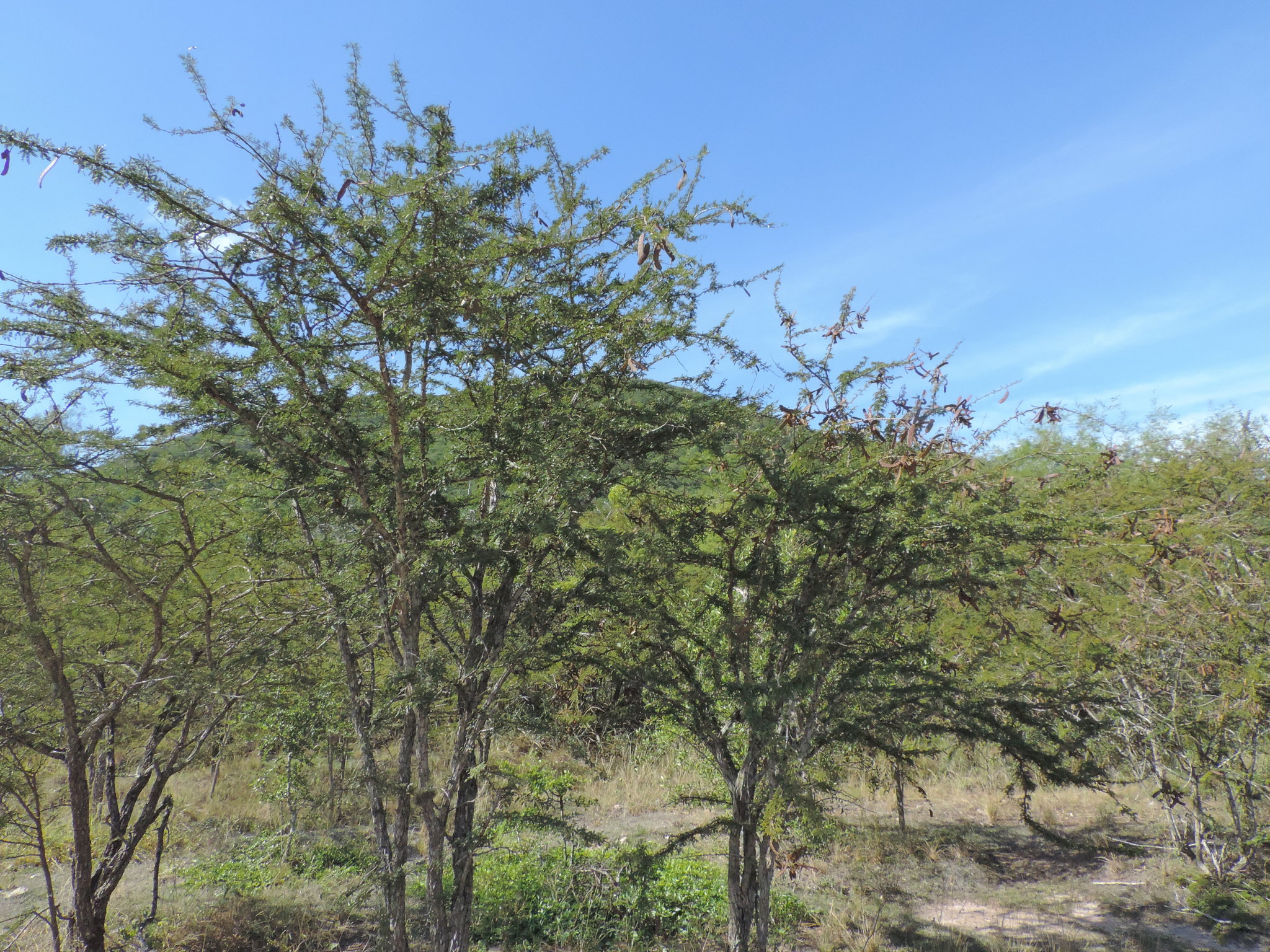 Parkinsonia aculeata