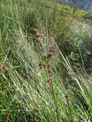 Juncus densiflorus