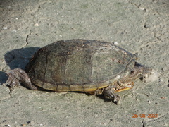 Kinosternon herrerai