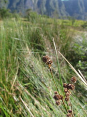 Juncus densiflorus