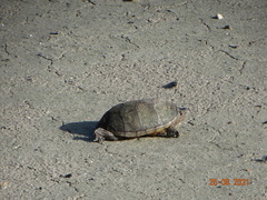 Kinosternon herrerai