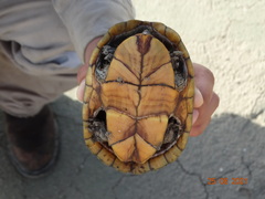 Kinosternon herrerai