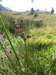 Juncus densiflorus