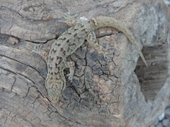 Phyllopezus przewalskii