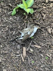 Coccyzus americanus