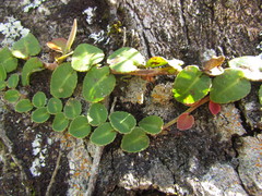 Marcgravia polyantha