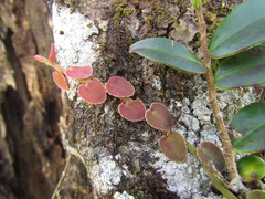 Marcgravia polyantha