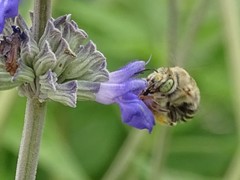 Anthophora californica