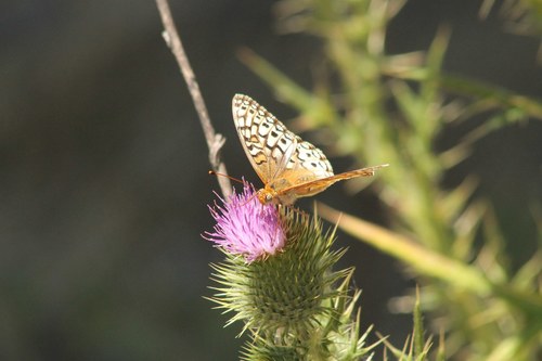 iNaturalist observation photo of Coronis Fritillary