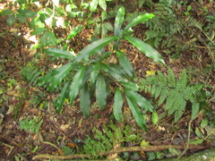 Chrysophyllum gonocarpum