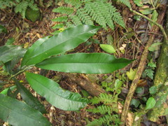 Chrysophyllum gonocarpum