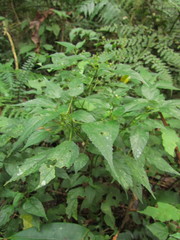 Acalypha gracilis