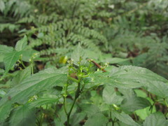 Acalypha gracilis