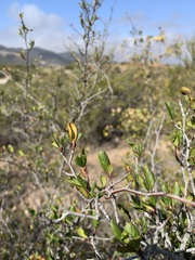 Cercocarpus minutiflorus