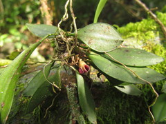 Acianthera cryptantha