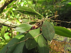 Acianthera cryptantha