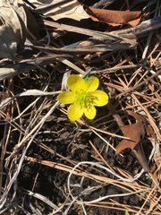 Eranthis