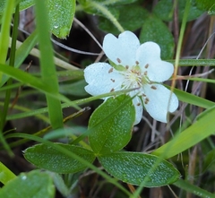 Potentilla montana