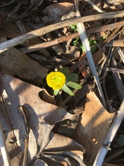 Eranthis