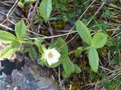 Potentilla montana