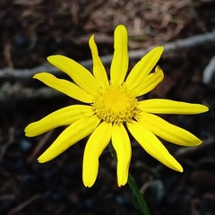 Senecio gallicus