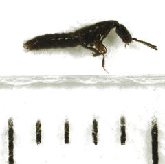 Leptacinus pusillus