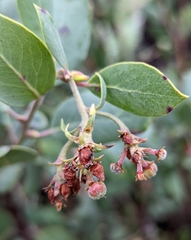 Arctostaphylos canescens