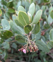 Arctostaphylos canescens
