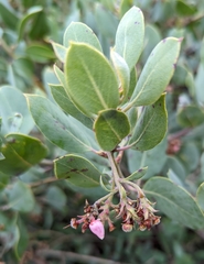 Arctostaphylos canescens