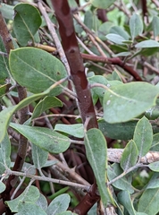 Arctostaphylos canescens