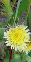Sonchus