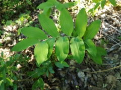 Polygonatum latifolium