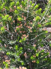 Erica manipuliflora