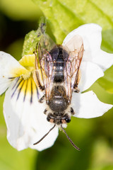 Andrena rufosignata