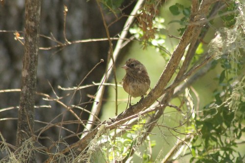iNaturalist observation photo of Dark-eyed Junco