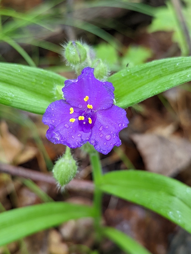 Tradescantia virginiana